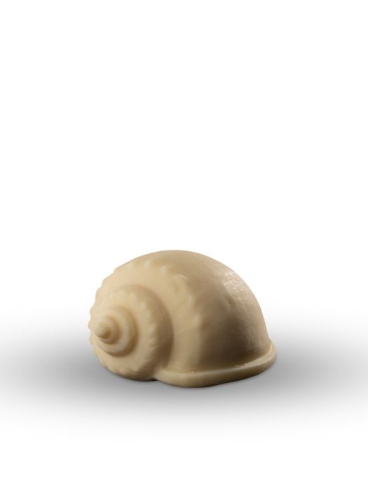 Cassidaria seashell mold