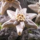 Edelweiss mold