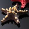 Cassidaria seashell mold