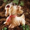 Funny Scottish Terrier Dog mold